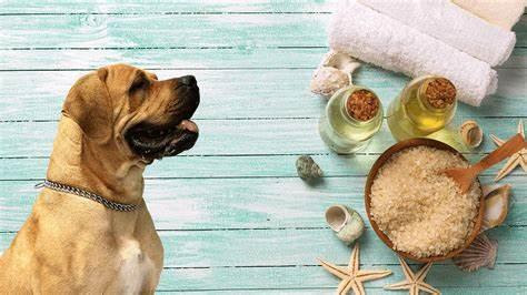 What You Need To Know About CBD Oil For Dogs