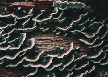 Turkey Tail Mushroom Benefits