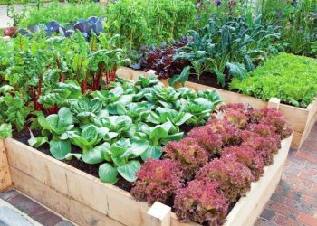 5 Techniques for a More Productive Vegetable Garden