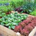 5 Techniques for a More Productive Vegetable Garden